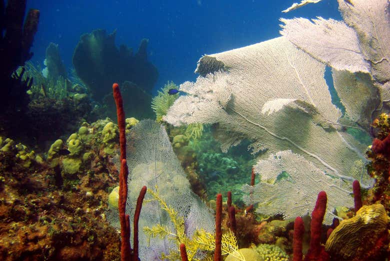 Jardin sous-marin coloré