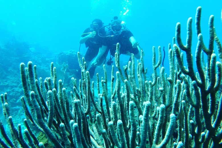 Corais da Isla Catalina