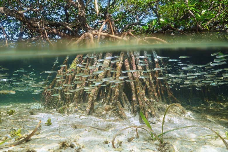 Águas cristalinas dos manguezais do rio Chavón