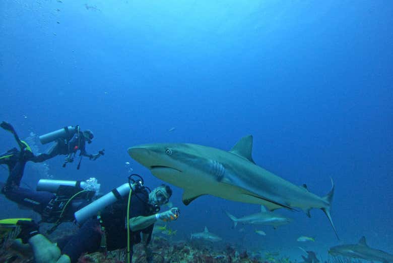 Admire sharks up close