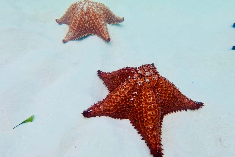 Estrelas-do-mar da ilha Saona