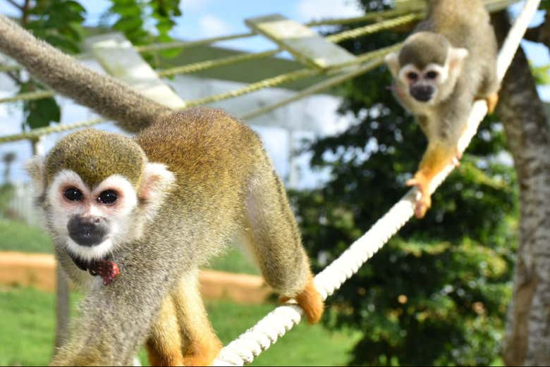 Squirrel Monkeys at Eco Park