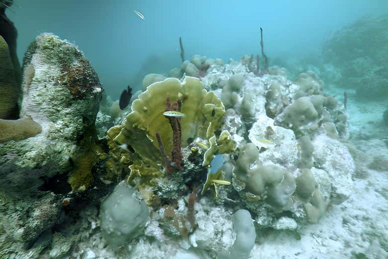 Un corail au fond de la mer