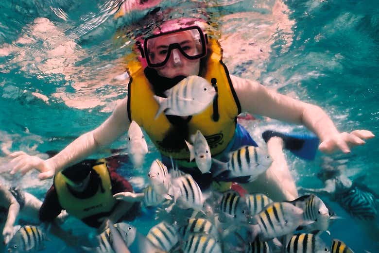 Nagez avec des poissons colorés