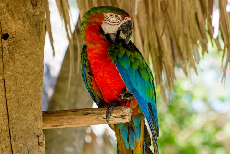 Fauna en Scape Park