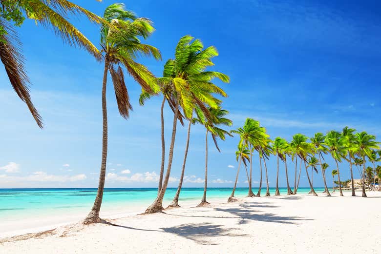 Fila de cocoteros en una playa de Isla Saona