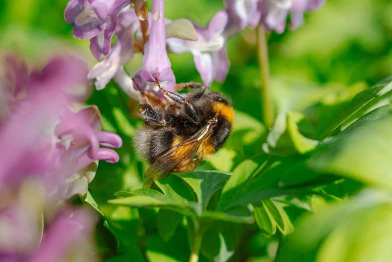 Una abeja polinizando