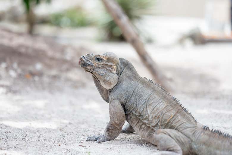 Un ejemplar de iguana rinoceronte
