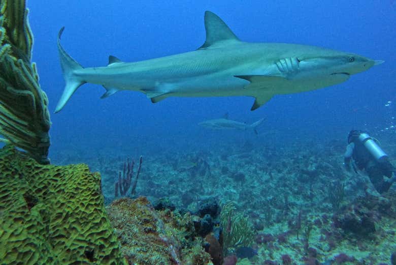 Imponentes peces en las profundidades marinas de Punta Cana