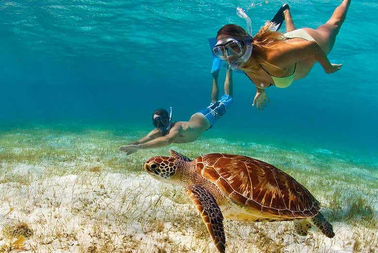 Nadando junto a tortugas marinas