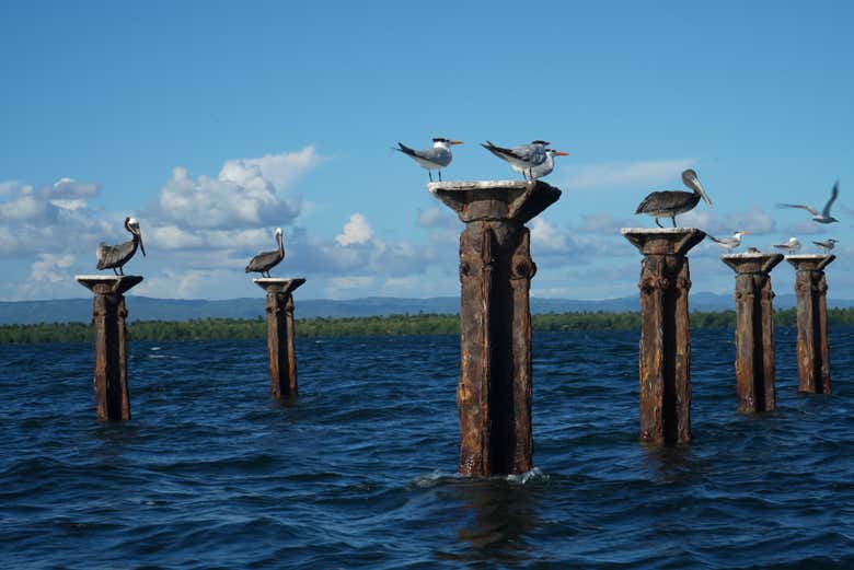 Aves de Los Haitises