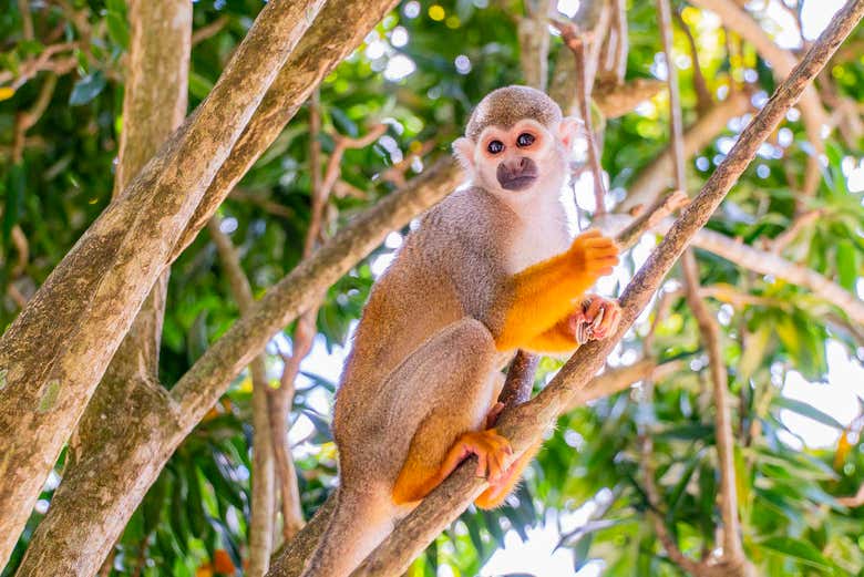 Get up close and personal with these friendly monkeys
