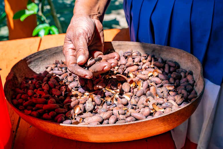 Visitaremos uma plantação de cacau