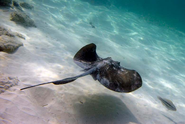 Arraias no Marinarium