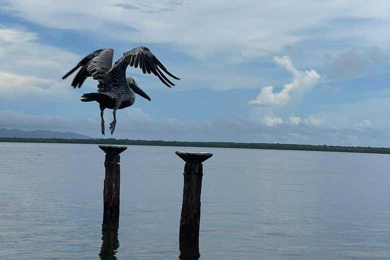 As aves que veremos ao longo do caminho