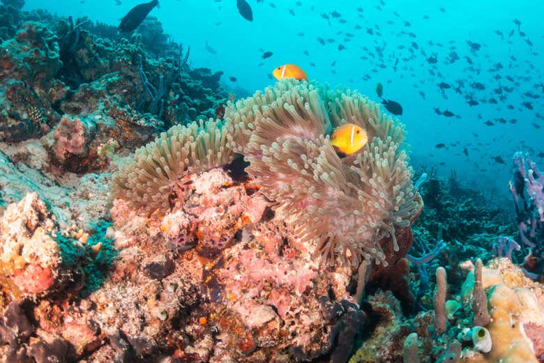 Paisajes submarinos caribeños