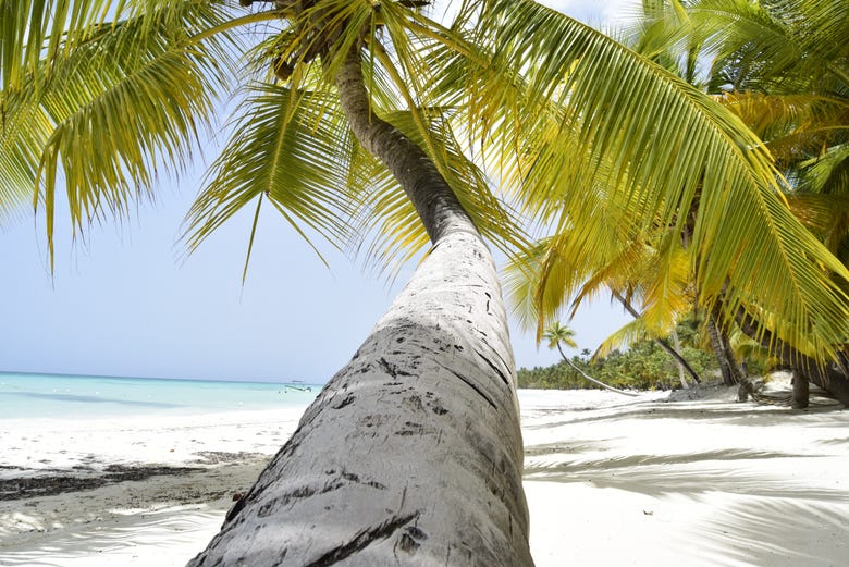 Un palmier sur la plage de sable fin de Saona