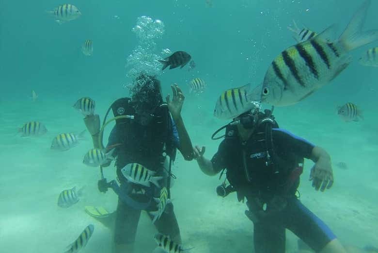Buceo entre peces tropicales