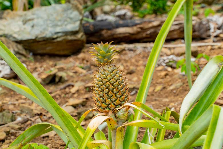 Conheceremos produtos típicos da região