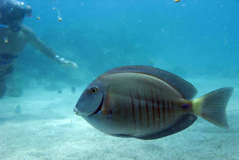 Admiring Punta Cana's marine wildlife