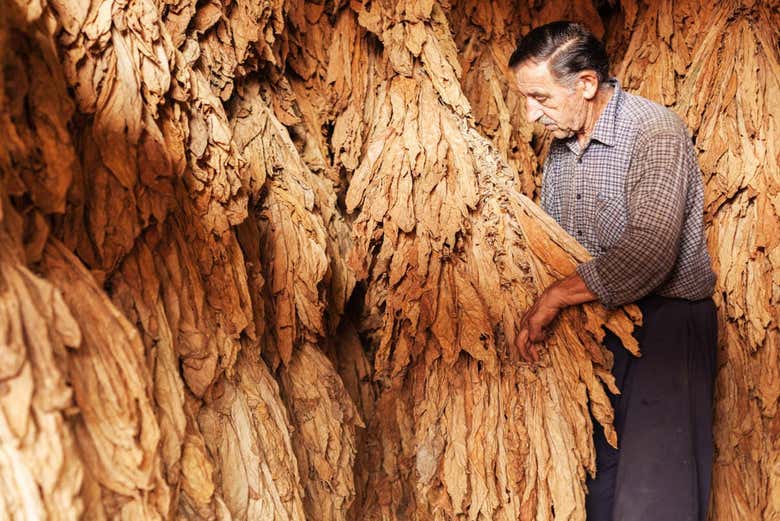 Piantagione di tabacco a Higüey