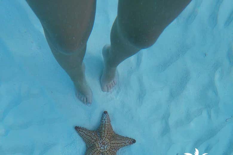 Na Playa Palmilla, veremos estrelas-do-mar gigantes 