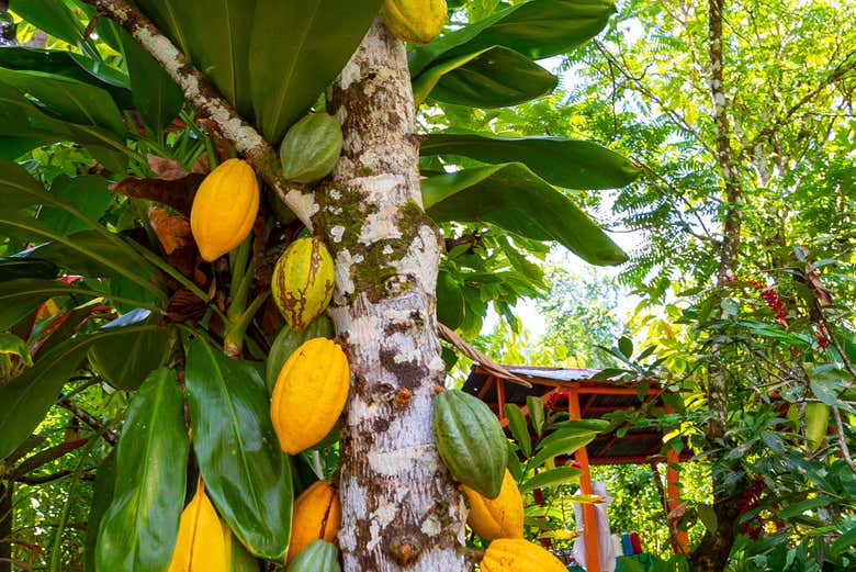 Plantes de cacao