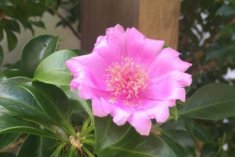 La rosa de Bayahíbe