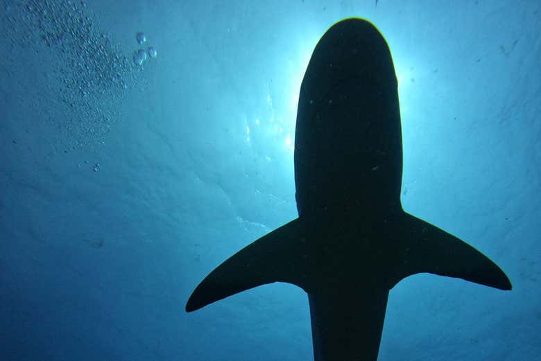 La silueta de un tiburón