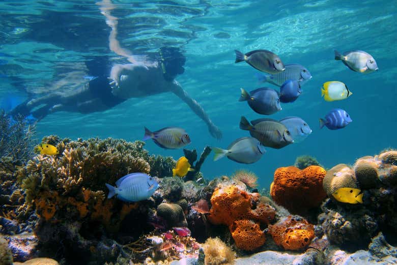 Faites du snorkeling lors de l'excursion