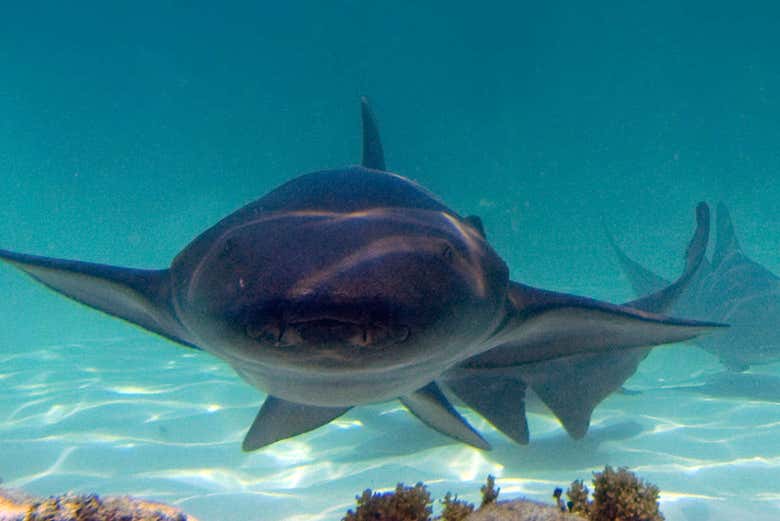 Tiburón del mar Caribe