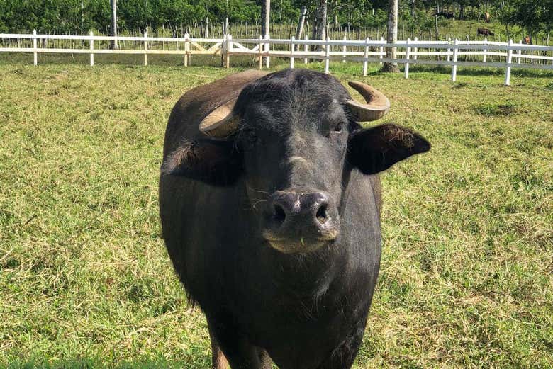 Toro a Punta Cana