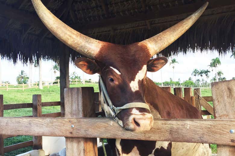 Mucca Ankole-Watusi del parco
