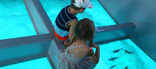 Punta Cana Glass-Bottom Boat Trip