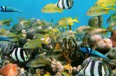 Punta Cana Snuba Tour