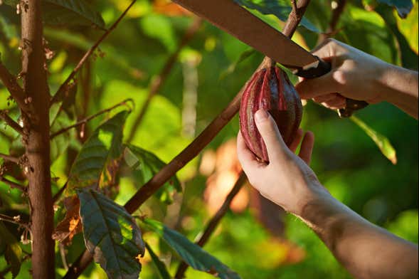 Visite à la découverte du café et du cacao