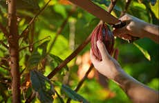 Tour del café y el cacao