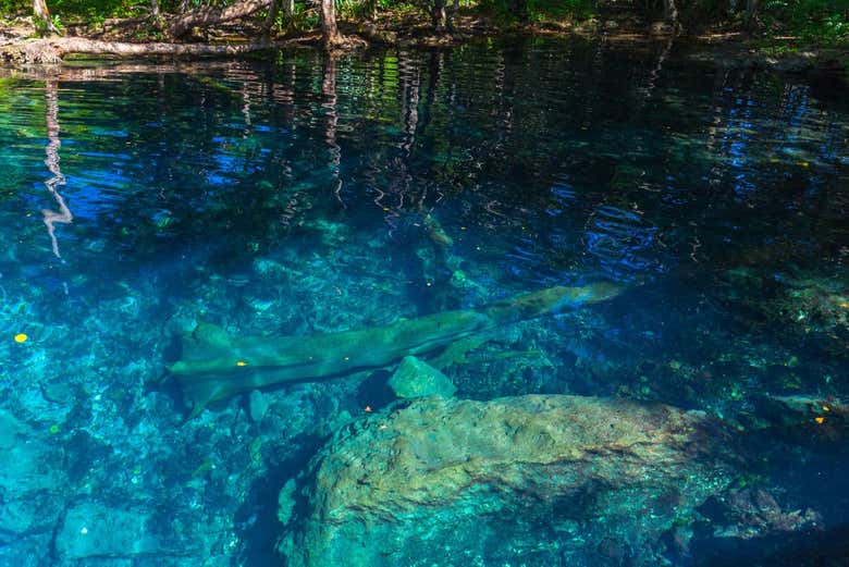 Crystal clear waters of the Blue Lagoon