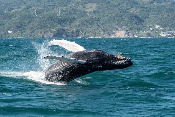 Whale Watching in Samaná + Cayo Levantado