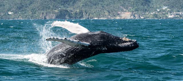 Observation des baleines à Samaná + Cayo Levantado