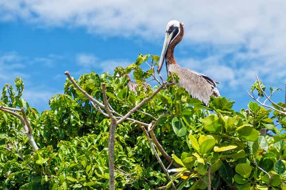 Excursión al Parque Nacional Los Haitises