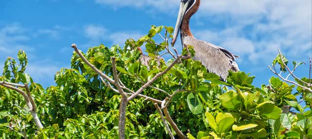 Excursion au Parc National Los Haitises