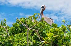 Excursion au Parc National Los Haitises