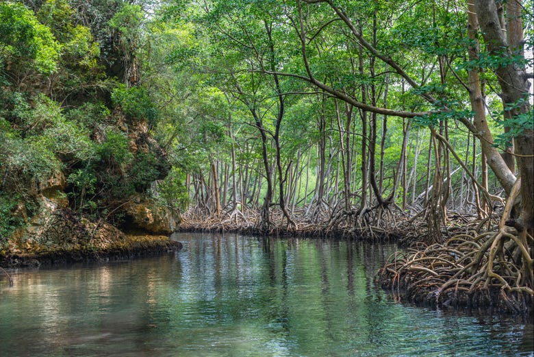 Zonas de manglares rojos