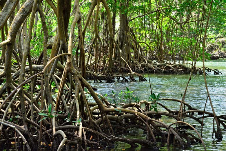 Mangrovie nel Parco Nazionale Los Haitises