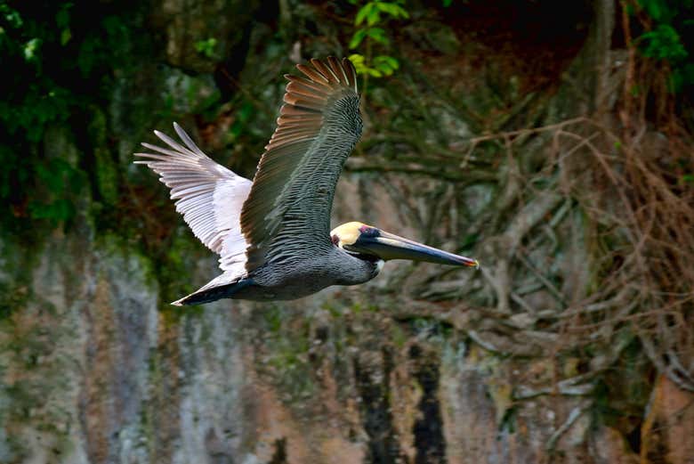 Un pellicano della selva tropicale di Los Haitises