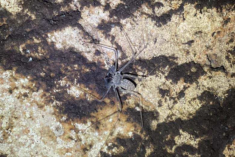 Gli insetti esotici che si trovano a Los Haitises