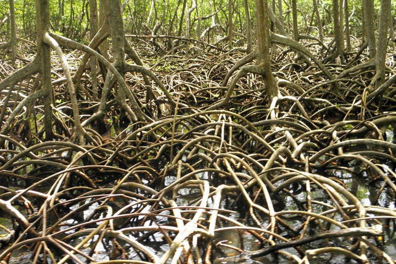 Mangroves in Los Haitises