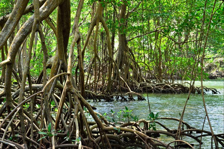 Le mangrovie della zona