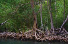 Senderismo y paseo en barco por el Parque Nacional Los Haitises